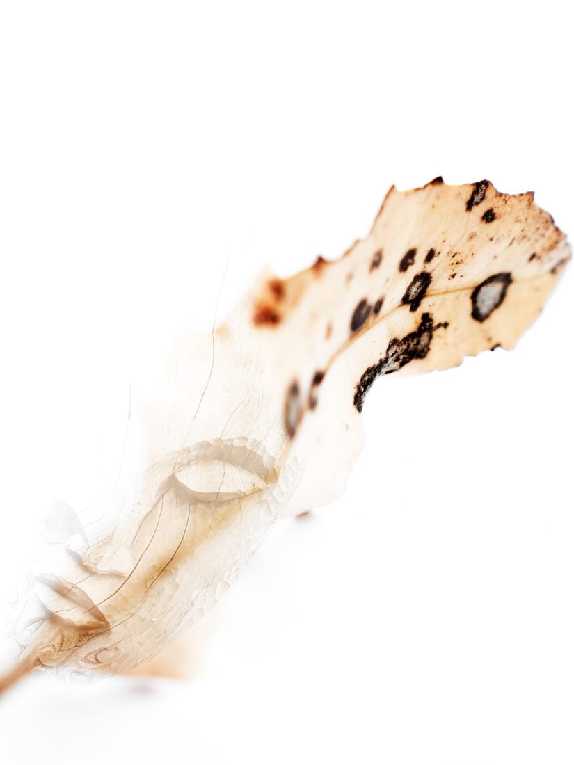 whitewash-05
